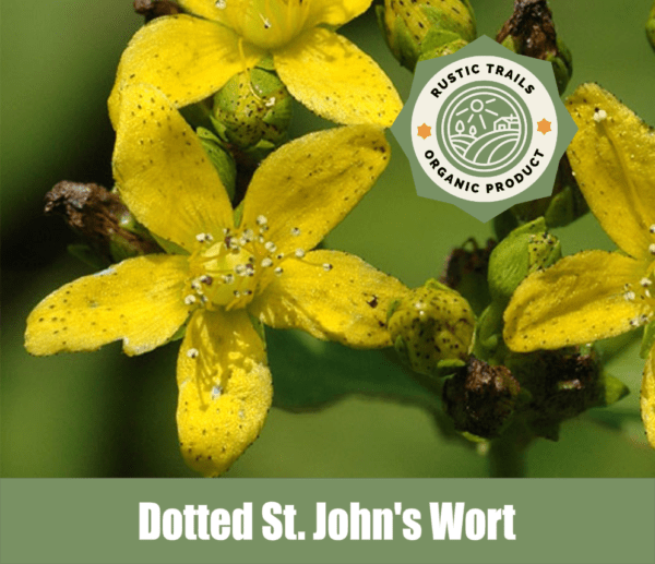 Dotted St. John's Wort, hypericum punctatum